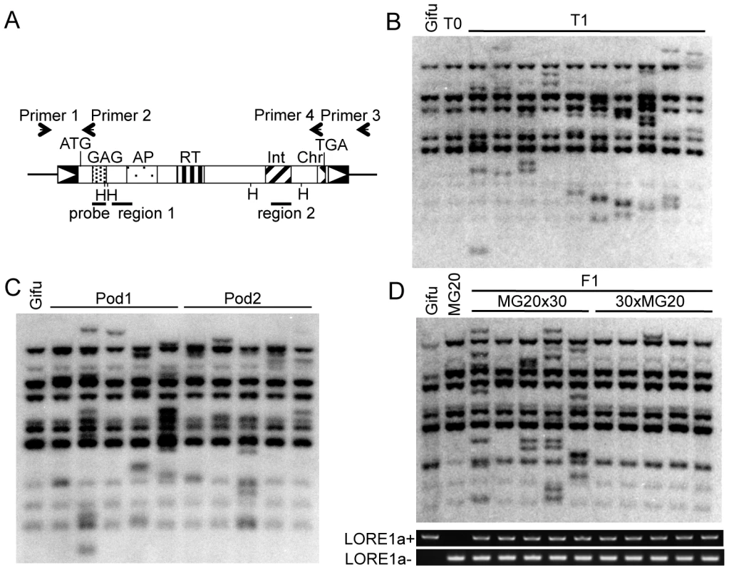 <i>LORE1</i> transposition.