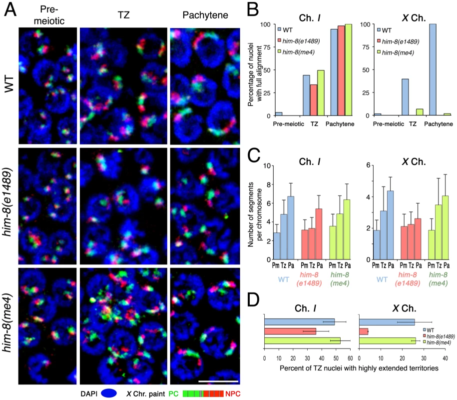 Roles for pairing center binding protein HIM-8 in elongation of <i>X</i> chromosome territories.