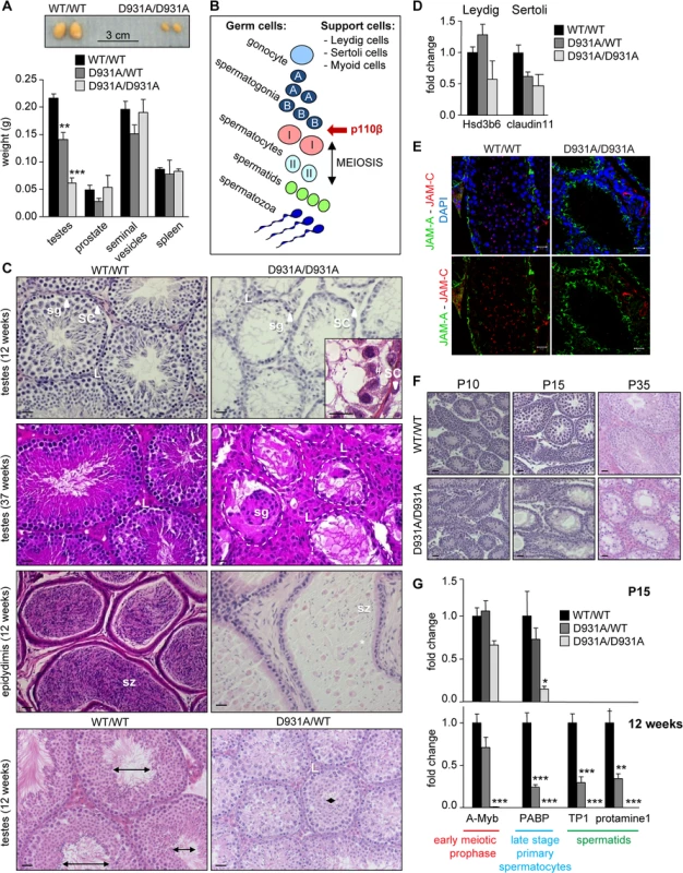 Systemic organismal inactivation of p110β reveals a role for p110β in SCs.