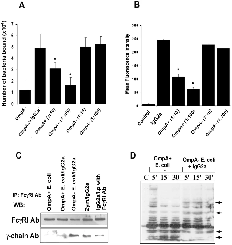<i>E. coli</i> K1 binds to FcγRIa via OmpA and induces a distinct signaling.