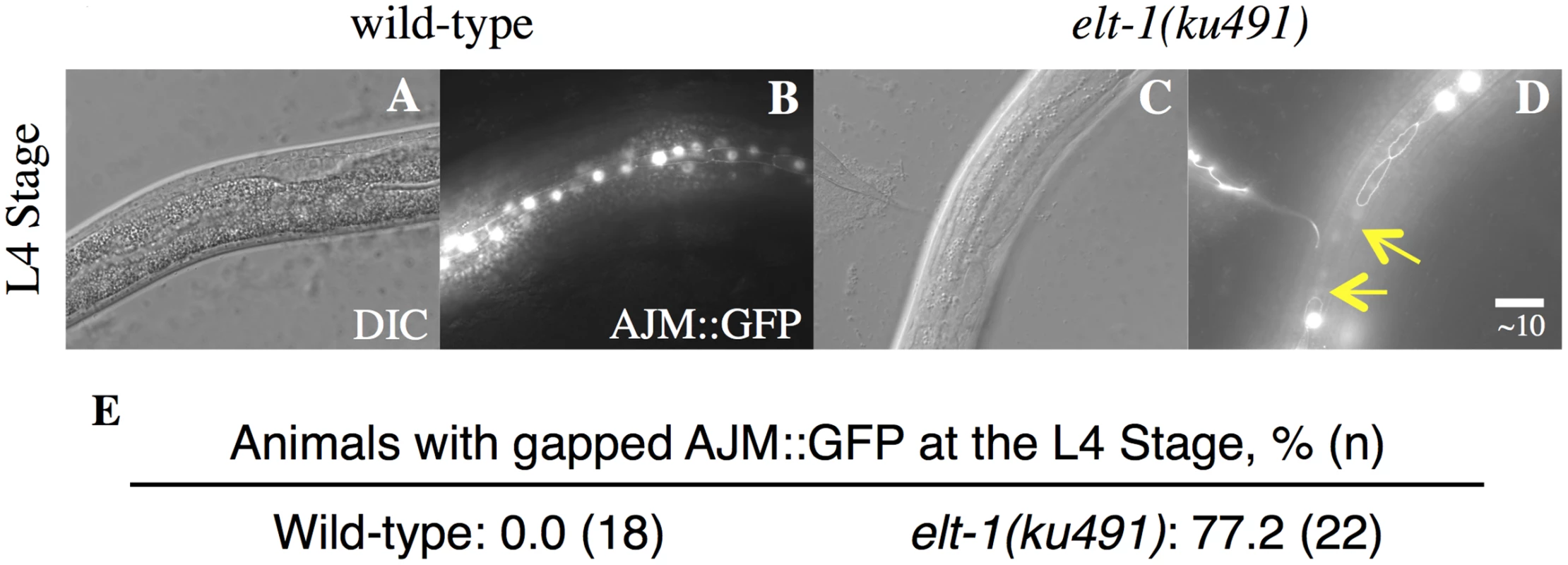 <i>elt-1/(ku491)</i> mutant animals have defective adult alae formation.
