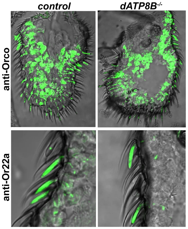 Orco and Or22a localize normally to the dendrites in <i>dATP8B</i> mutants.