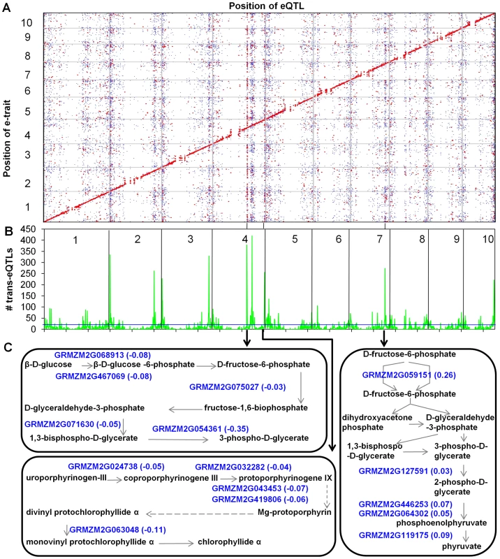 eQTL mapping, <i>trans-</i>eQTL hotspots, and pathways regulated by three <i>trans-</i>eQTL hotspots.
