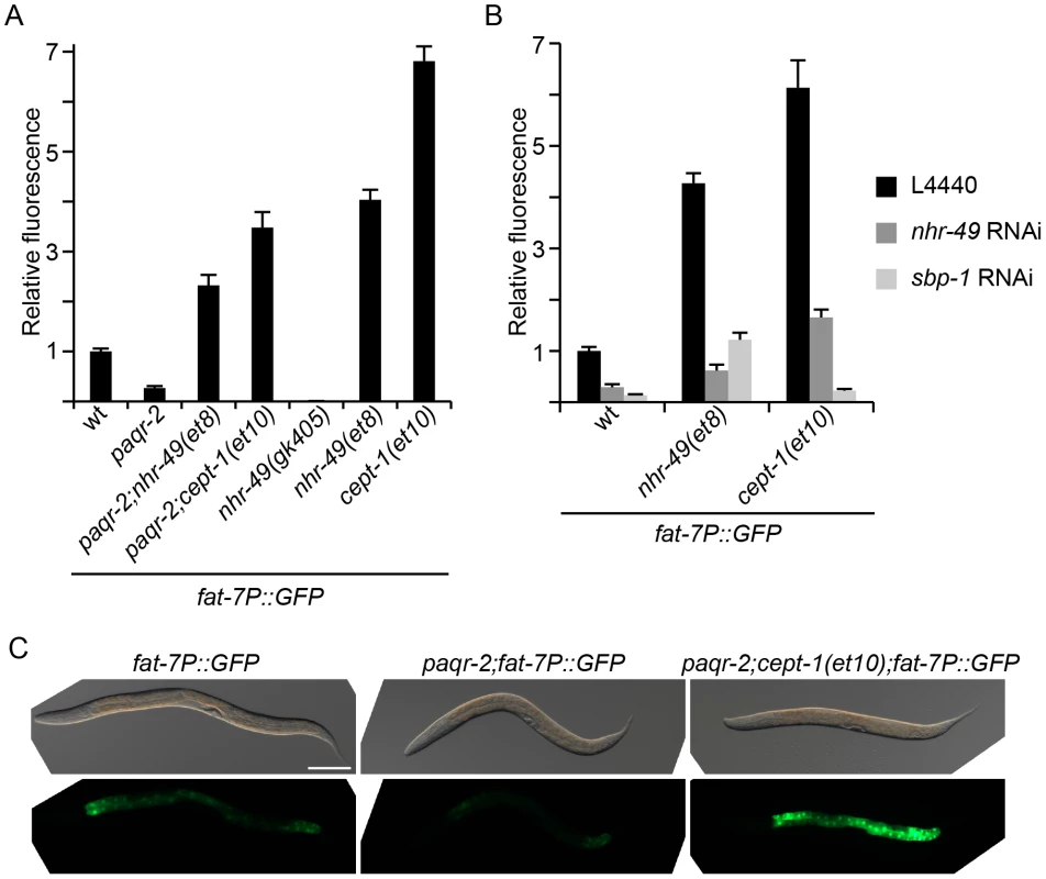 The <i>fat-7</i> desaturase is regulated by <i>paqr-2</i> and its suppressors.