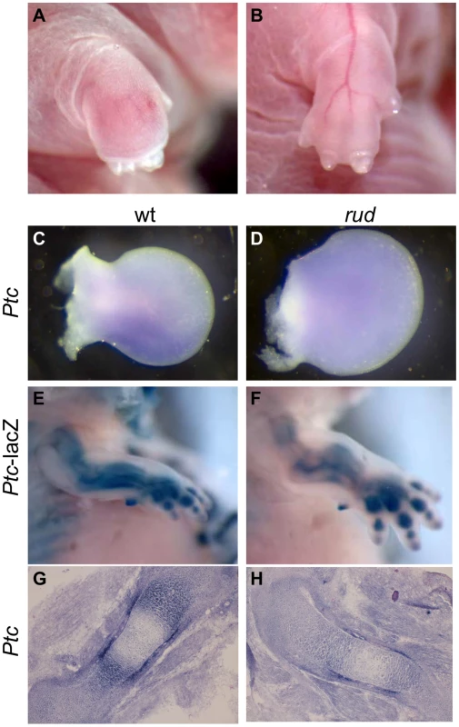 <i>Sonic hedgehog</i> signal transduction is abnormal in <i>rudolph</i> skeletal elements.