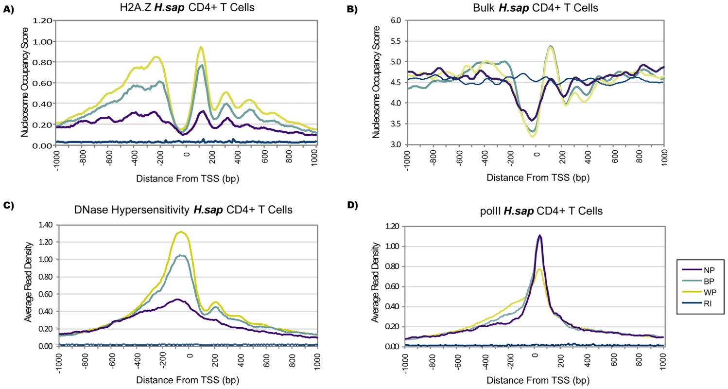 Promoter Classes Reflect Distinct Profiles of Nucleosome Organization.