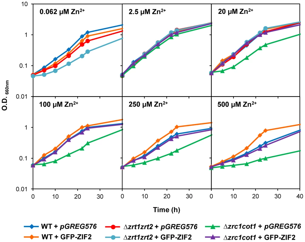 The <i>Arabidopsis</i> ZIF2 transporter confers Zn resistance to <i>S. cerevisiae</i>.