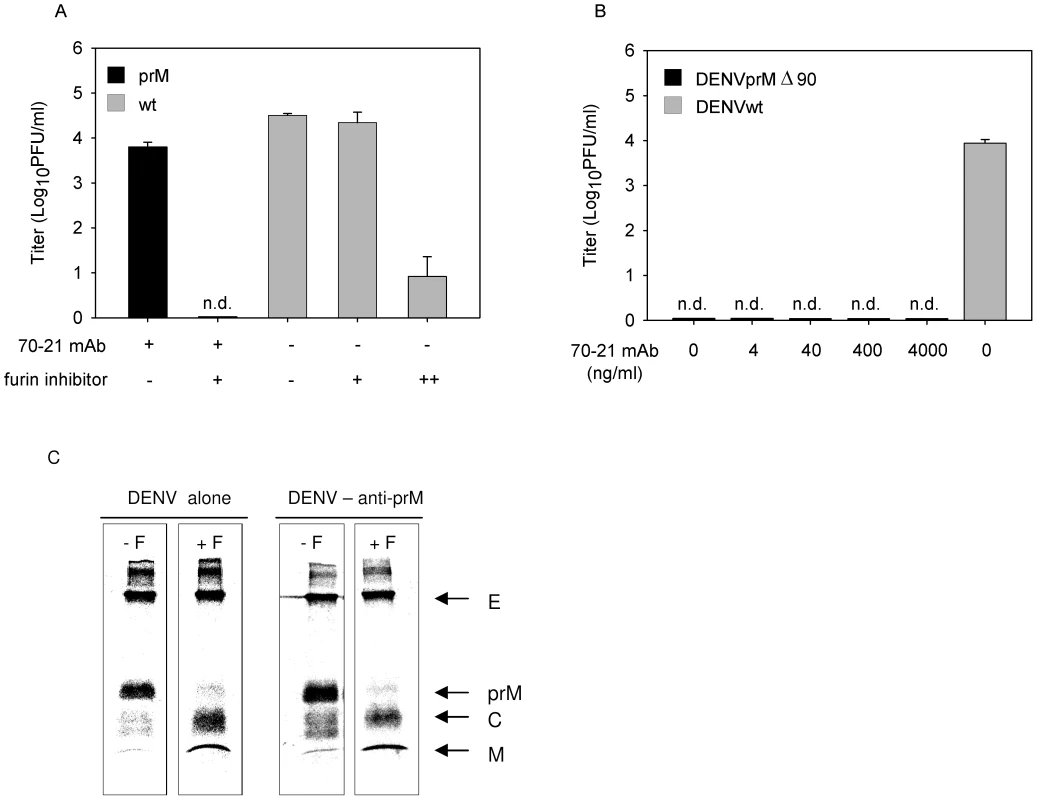 Immature DENV particles mature upon FcγIIR-mediated cell entry.