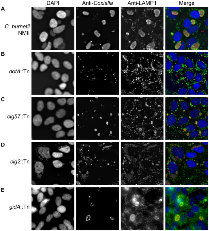 Transposon mutants of <i>C. burnetii</i> display different intracellular phenotypes.