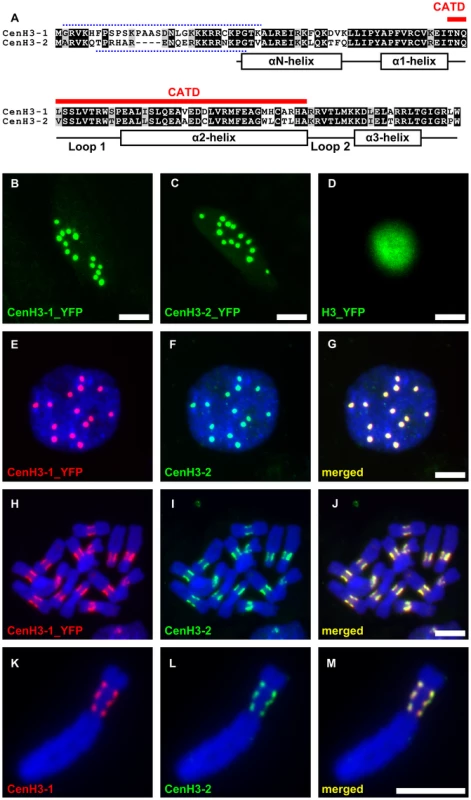 Pea has two variants of the CenH3 that fully colocalize in centromeres of all chromosomes.