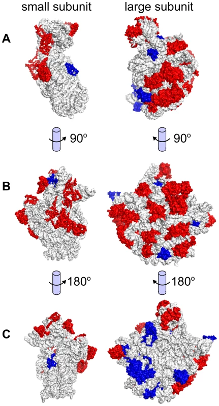 Ribosomal subunit isoelectric points.