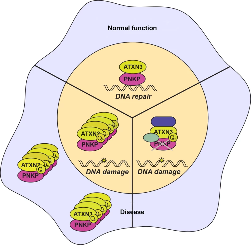 Interaction of ataxin-3 and PNKP in normal and disease states.