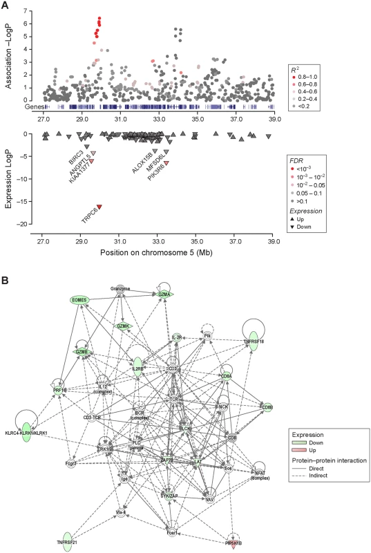 Differentially expressed genes by the risk alleles at 29 Mb and 33 Mb play important role in T-cell immunity.