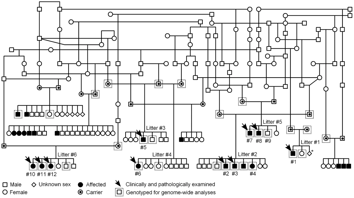 Finnish Hound ataxia pedigree.