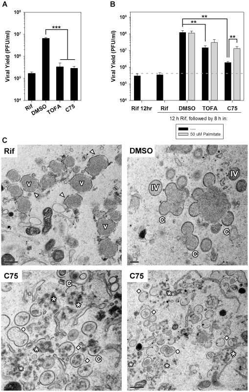 Viral assembly is inhibited significantly by TOFA and C75.