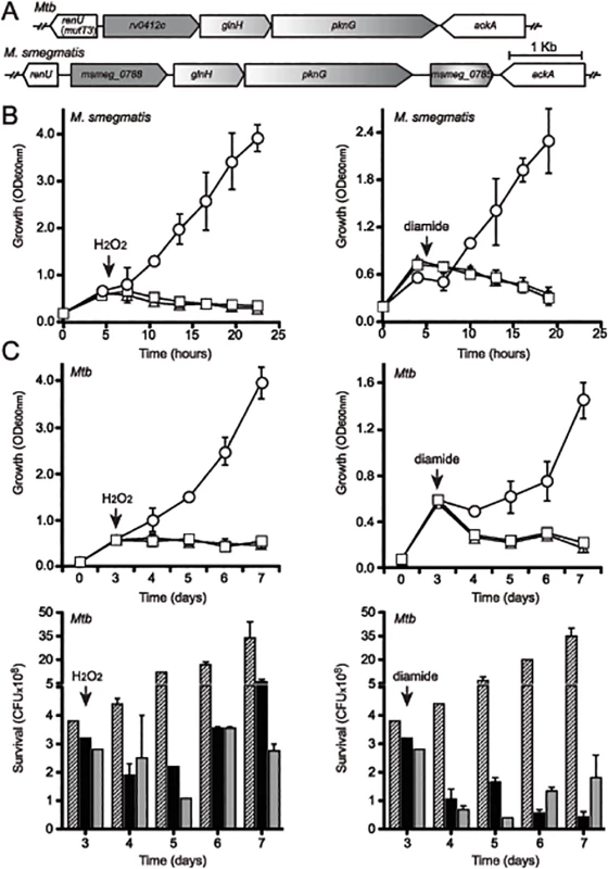 Both <i>pknG</i> and its adjacent gene <i>renU</i> are each required for oxidative stress resistance.