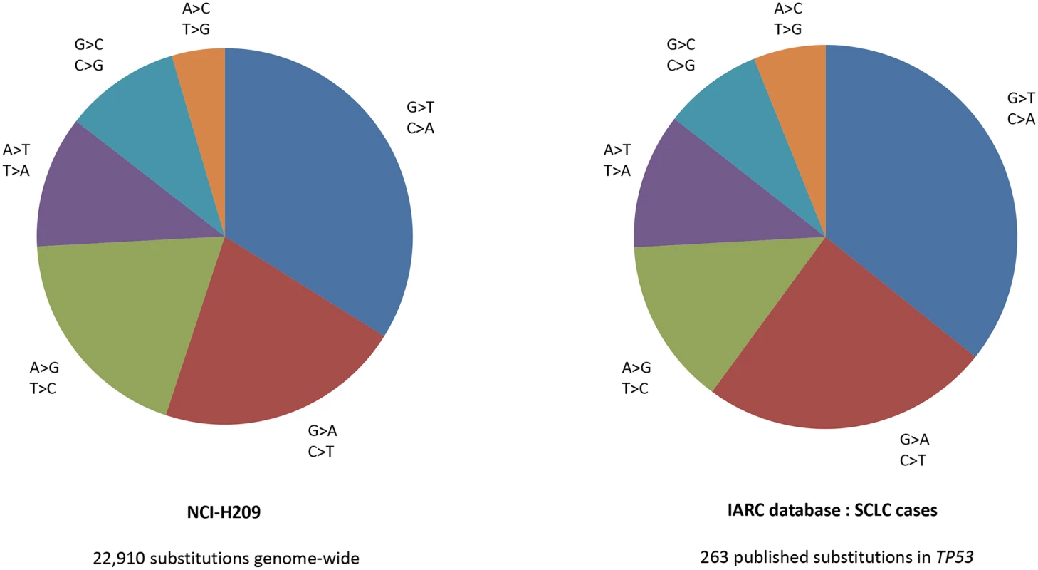Comparison of (i) the distribution of 22,910 mutations identified from sequencing on SCLC line [<em class="ref">19</em>], with (ii) 263 published mutations from 253 SCLCs.