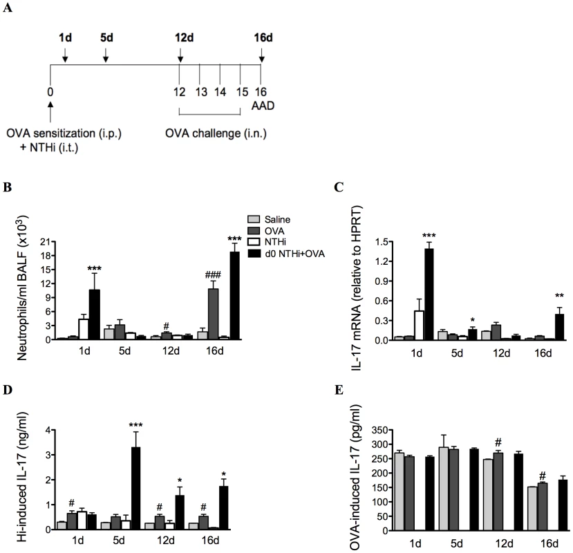 NTHi infection induces increased IL-17 responses that correlate with neutrophil influx in neutrophilic AAD.