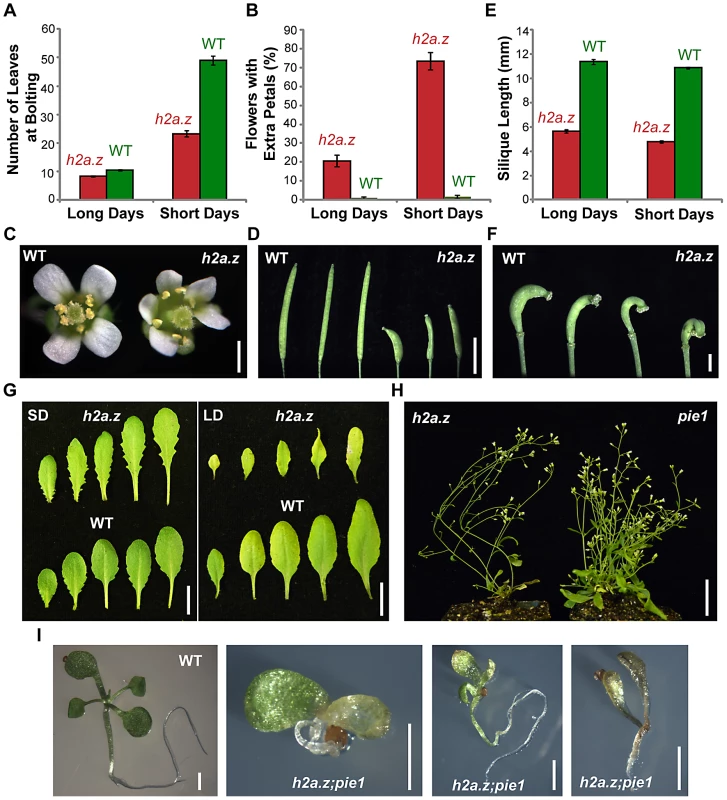 Characterization of the <i>h2a.z</i> mutant phenotype.