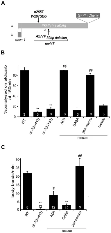 Aldicarb response and locomotion defects in <i>ric-7</i> mutants.