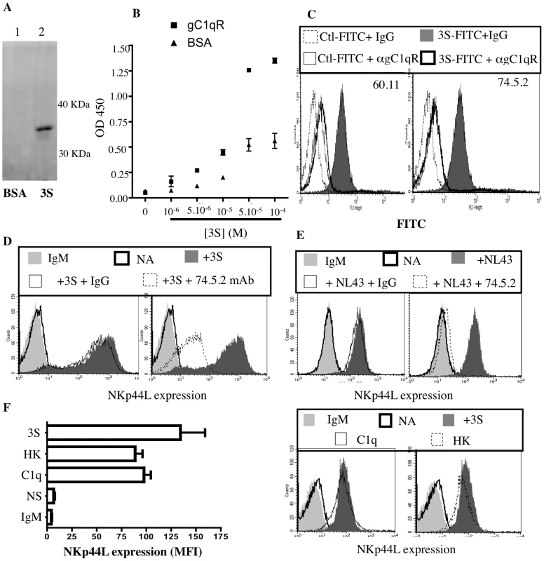 gC1qR is the receptor for the 3S motif of HIV-1 gp41.