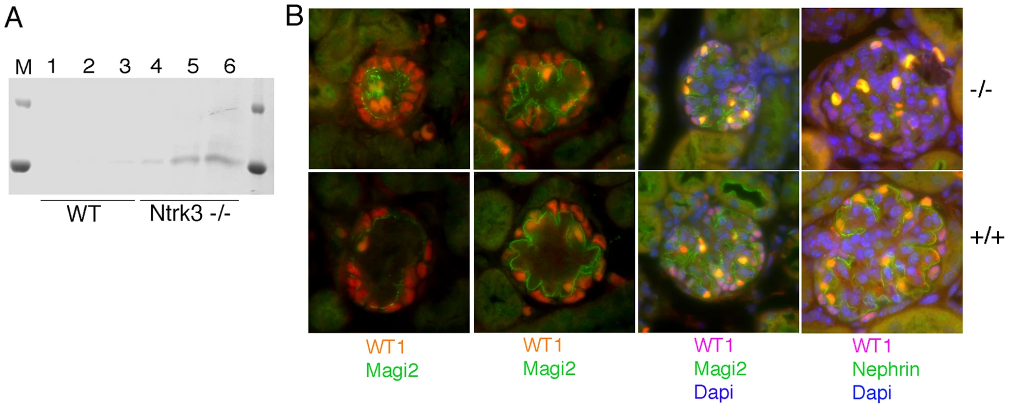 Analysis of Ntrk3 Mutant Kidneys.