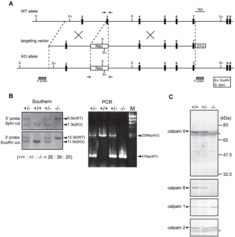 Generation of <i>Capn9<sup>−/−</sup></i> mice.