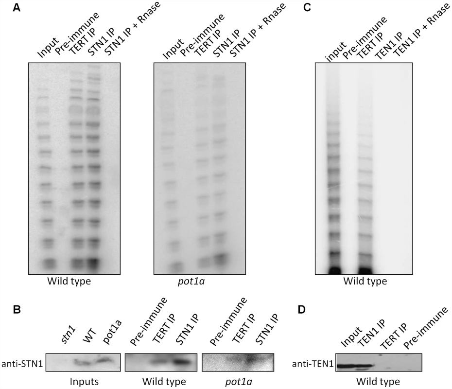 STN1, but not TEN1 associates with enzymatically active telomerase <i>in vivo</i>.