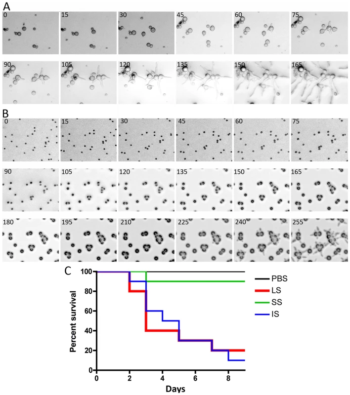 Delay in isotropic to polarized growth transition during germination of small vs. large spores.