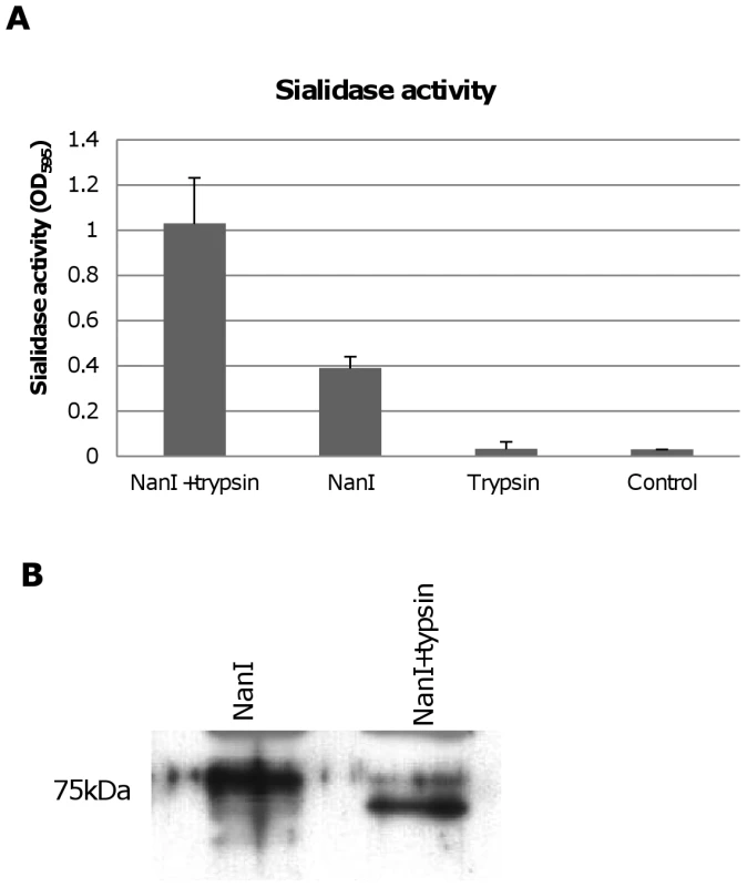 Effects of trypsin treatment on NanI sialidase.
