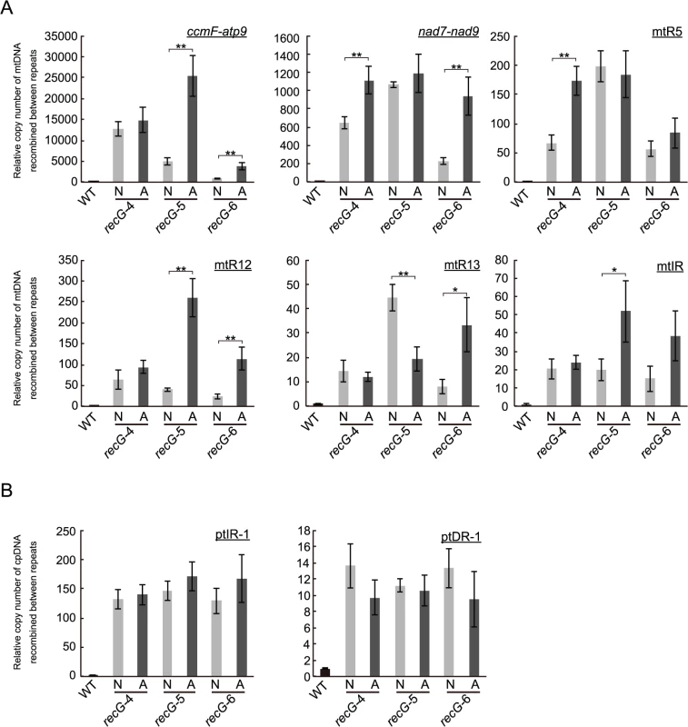Status of organelle DNA in <i>recG</i>-N and <i>recG</i>-A cells.