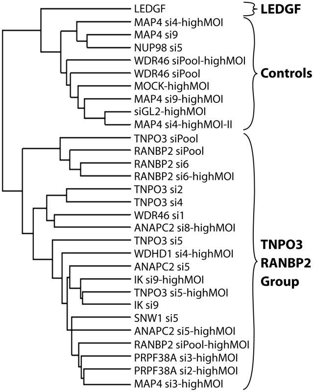 Dendrogram showing clustering of integration site data sets from knockdowns of Transportin-3, RanBP2, and several additional factors.