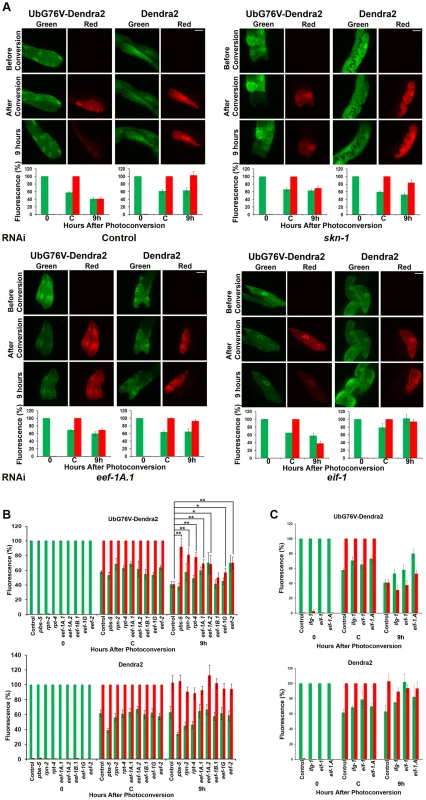 Knockdown of SKN-1 or TEFs, but not TIFs, reduces UPS activity in the intestine.