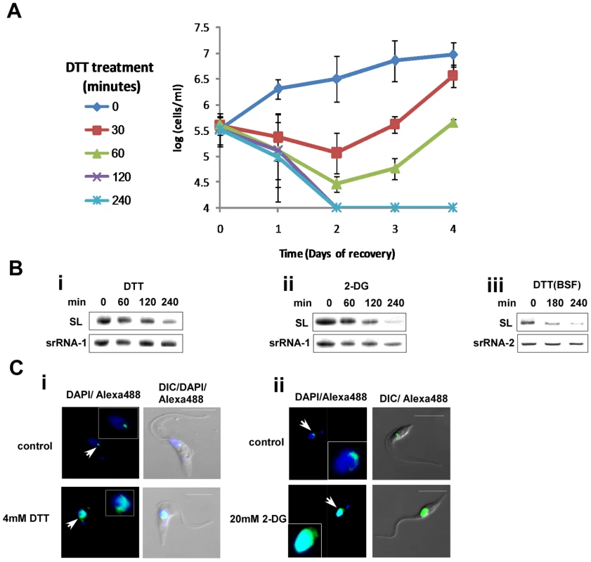 Cell death and induction of SLS by ER stressors.