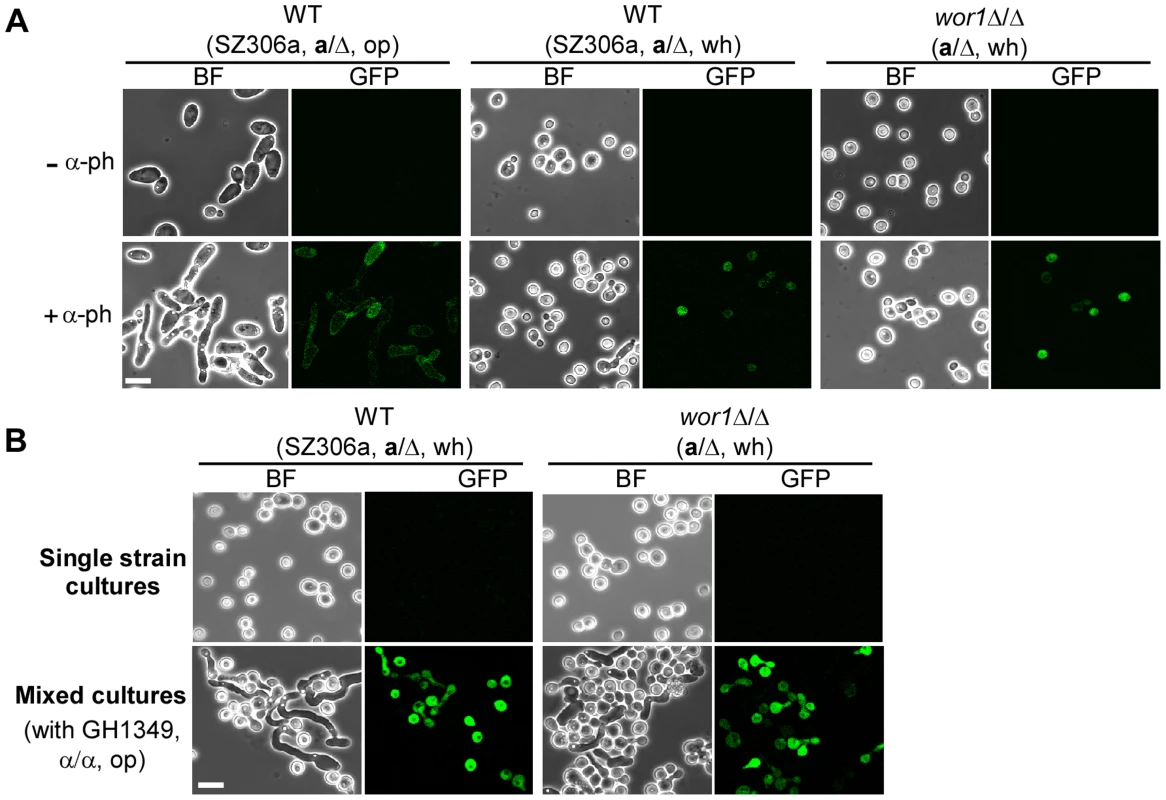 <i>MFA1</i> expression in white a cells.