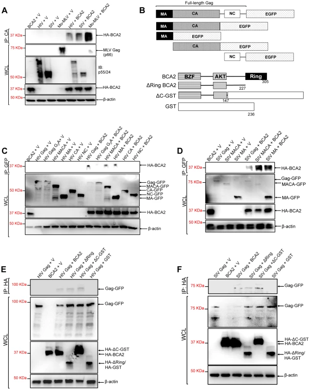 The N-terminus of BCA2 interacts with the Matrix region of Gag.