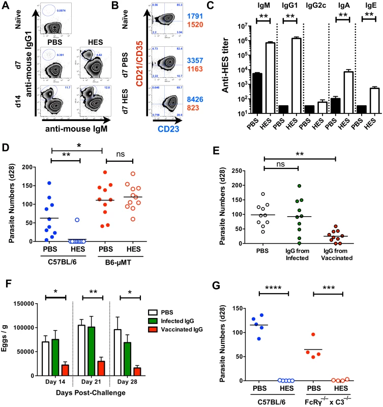 Immunity is dependent on cognate B cells and partially transferrable by antibody.
