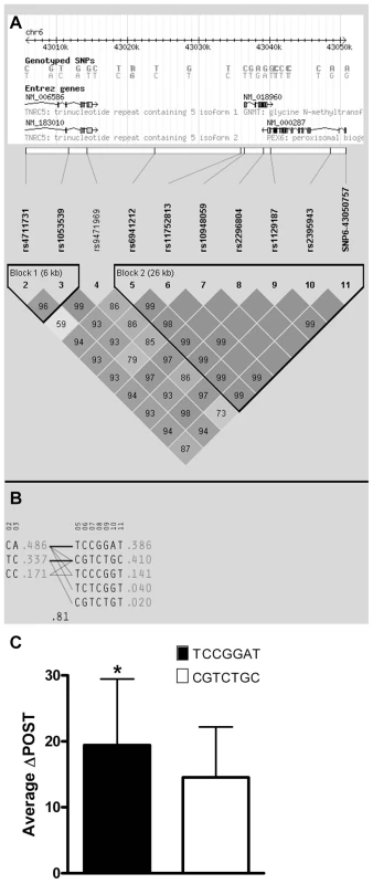 Haplotype analysis of Chr6 SNPs significantly-associated with ΔPOST in the VISP cohort.
