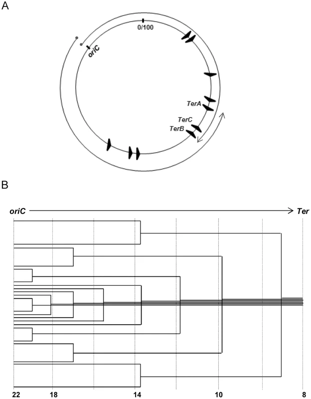 Features of <i>oriC</i>-initiated replication in <i>E. coli</i>.