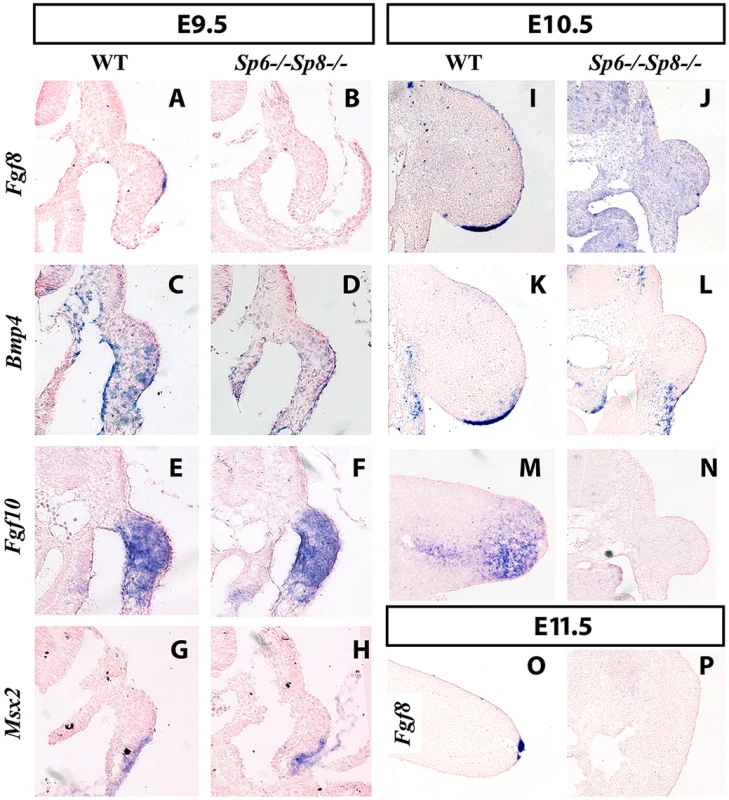 <i>Fgf8</i> is not detected in double <i>Sp6;Sp8</i> mutants.