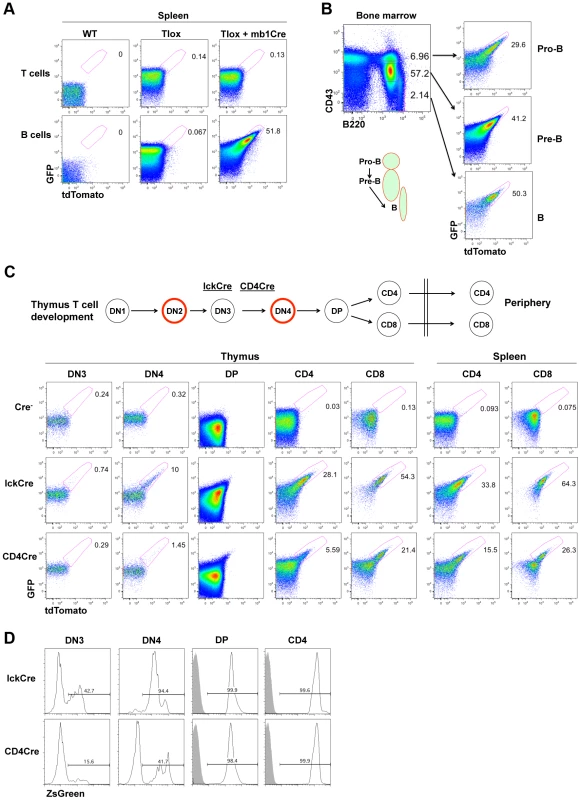 Tlox tracking lymphocyte proliferation <i>in vivo</i>.