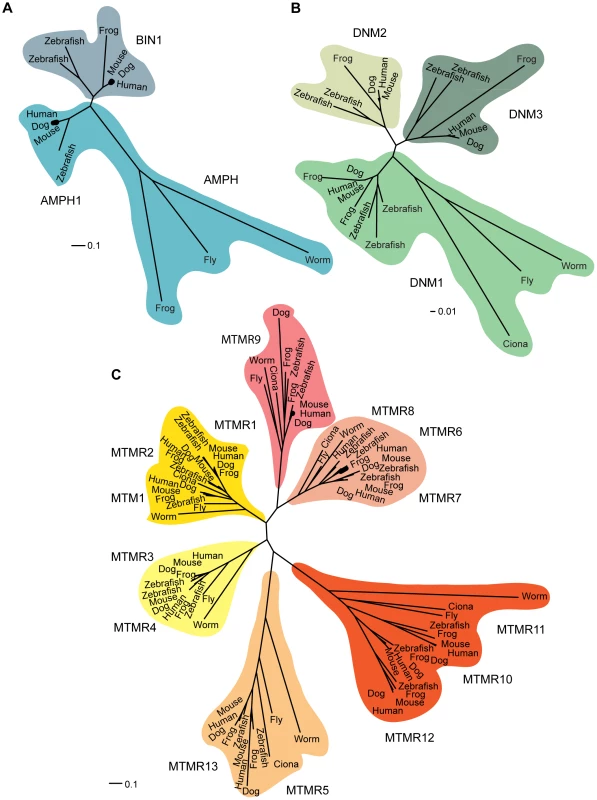 Phylogenetic relationships. 