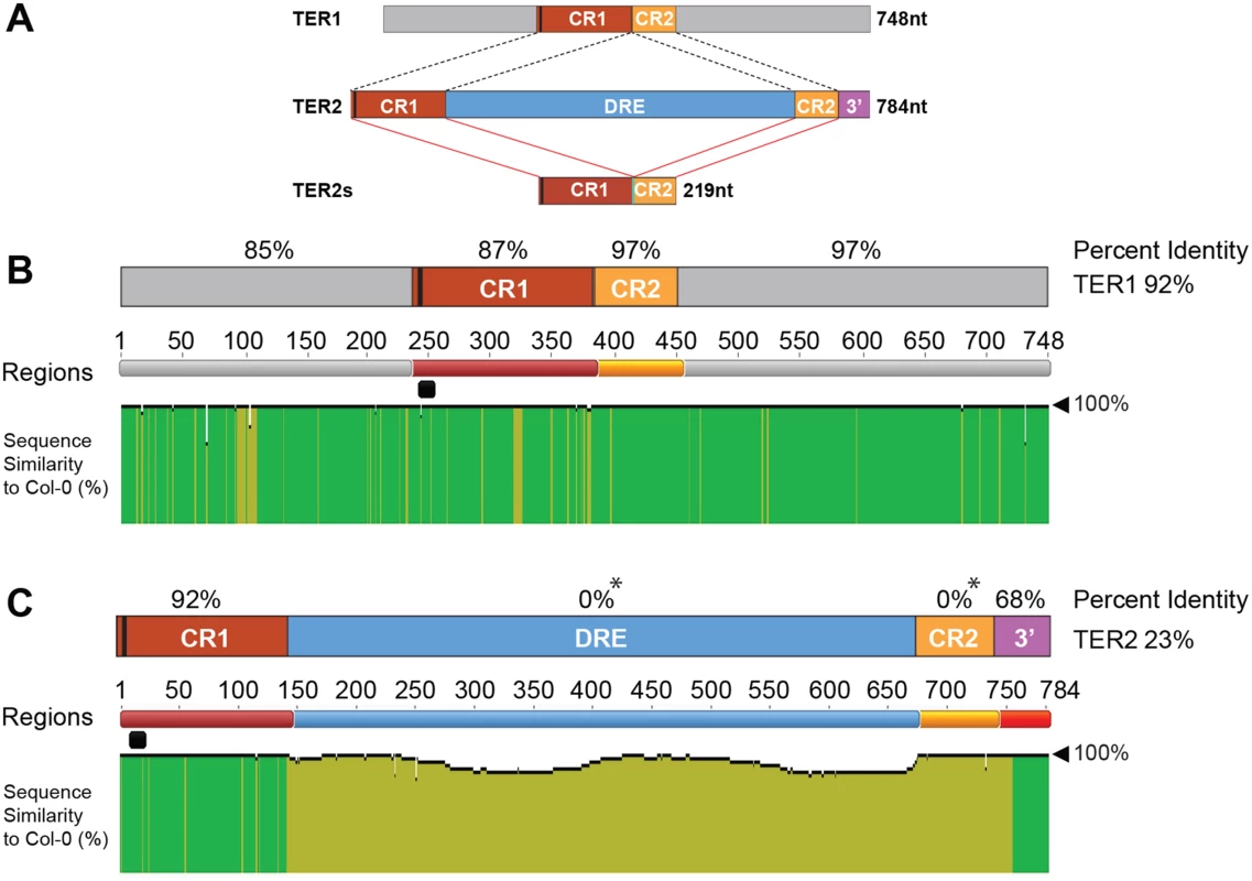 Analysis of TER1 and TER2 loci across <i>A</i>. <i>thaliana</i> accessions.