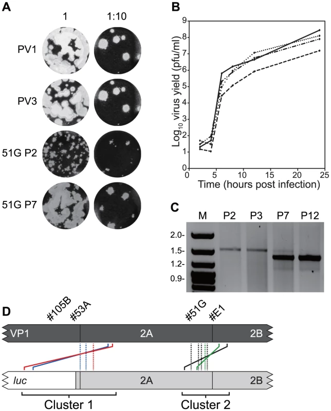 Serial passage of recombinants with imprecise junctions generate viruses with increased fitness bearing precise junctions.