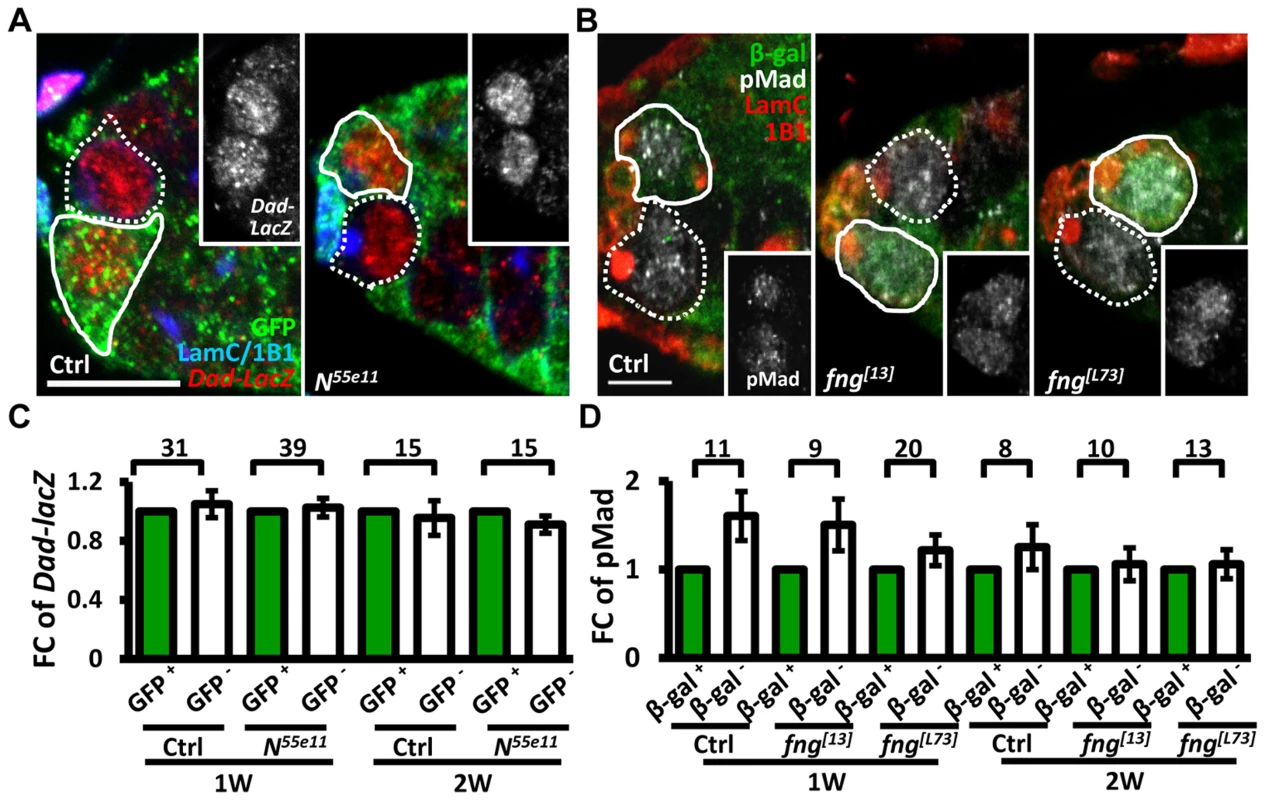 Notch signaling-deficient and control GSCs exhibit comparable levels of BMP signaling.