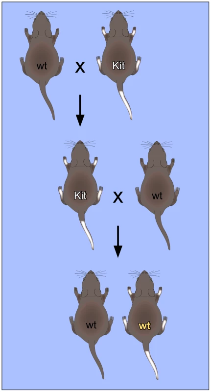 Non-Mendelian inheritance of mouse paramutations.