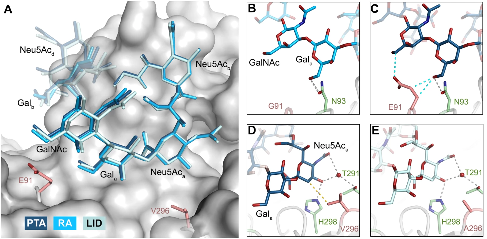 Binding modes of GT1a to the different MuPyV strains.