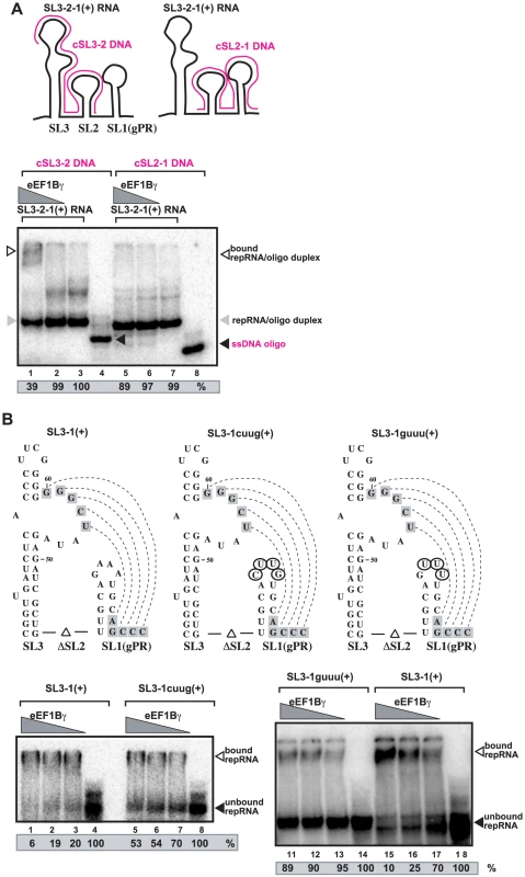 eEF1Bγ binds to the 3′ end of the TBSV (+)RNA.