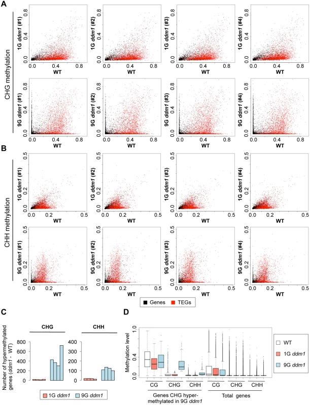 Change of non-CG methylation during self-pollination of <i>ddm1</i> mutants.