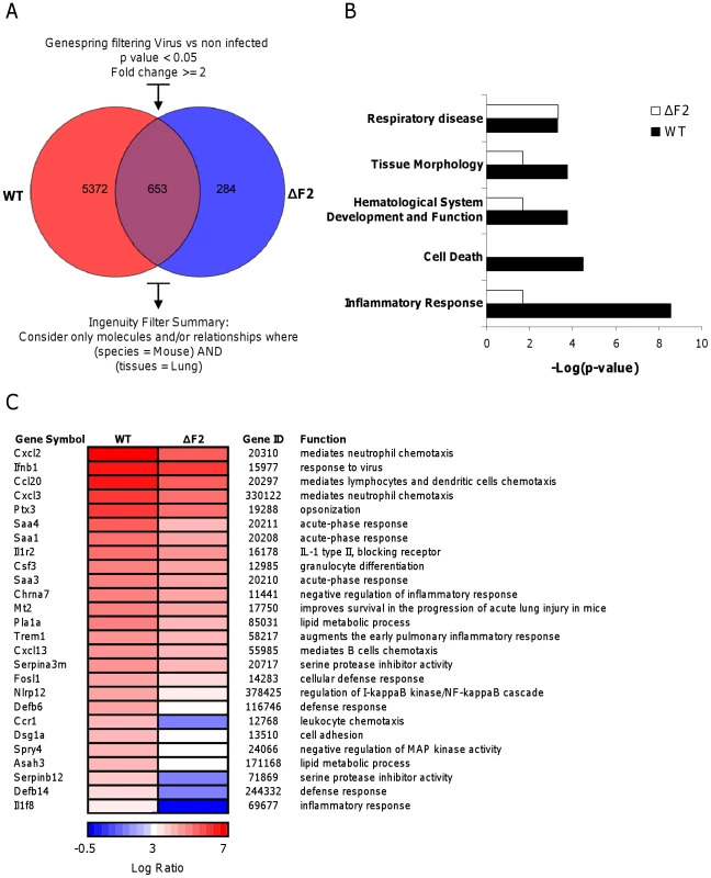 Microarray analysis of gene expression in the lungs of mice on day 2 pi.